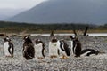 Gentoo penguins,Pygoscelis papua, walking on rocky gravel beach Royalty Free Stock Photo