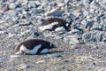 Gentoo penguins relaxing on the stones, Cuverville Island, Antarctic Royalty Free Stock Photo