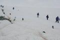 Gentoo penguins on rocky beach