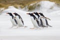 Gentoo Penguins running to the sea Royalty Free Stock Photo