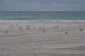 Gentoo Penguins on Saunders Island in the Falkland Islands. Royalty Free Stock Photo