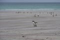 Gentoo Penguins on Saunders Island in the Falkland Islands. Royalty Free Stock Photo