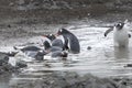 Gentoo Penguins skinny dipping in the poodle Royalty Free Stock Photo