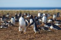 Gentoo Penguins Squabbling - Falkland Islands Royalty Free Stock Photo
