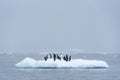 Gentoo penguins standing and grooming on a snow covered iceberg, foggy day in Paradise Bay, Antarctica Royalty Free Stock Photo