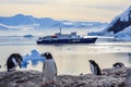 Gentoo penguins standing on the rocks and cruise ship