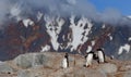 Gentoo penguins - Pygoscelis papua - standing on rocks in front of high mountains, last evening sun, Petermann Island, Antarctica