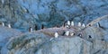 Gentoo penguins - Pygoscelis papua - some with chicks on rocks in last evening sun, Petermann Island, Antarctica