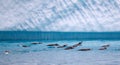 Gentoo Penguins Swimming in Antarctic Waters Royalty Free Stock Photo