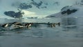 Gentoo penguins swimming on the surface and porpoising