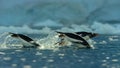 Gentoo penguins swimming on the surface and porpoising