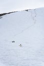 The Gentoo penguins travelling on a deep penguin highway on a snow covered hill, Danco Island, Antarctica