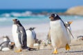 Gentoo Penguins, Volunteer Point, Falkland Islands. Royalty Free Stock Photo