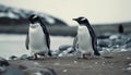 Gentoo penguins waddling on snowy Antarctic coastline generative AI