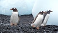 Gentoo penguins walking among chunks of ice Royalty Free Stock Photo