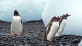 Gentoo penguins walking among chunks of ice Royalty Free Stock Photo