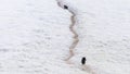 Gentoo penguins walking down a penguin highway. Antarctic Peninsula Royalty Free Stock Photo