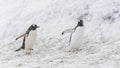 Gentoo penguins walking on snow. Neko Harbor, Antarctic Peninsula Royalty Free Stock Photo