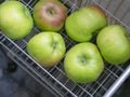 Genuine fresh picked farm grown Bramley Apples for cooking, in kitchen rack. Imperfect, natural, organic fruit.