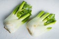 Genuine and fresh raw fennel, on white textured background, flat lay