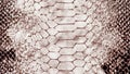 Grey reptile skin leather texture background