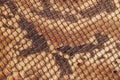 Genuine leather with imitation of Snake skin texture, exotic reptile , trendy background Royalty Free Stock Photo
