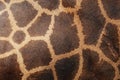 Genuine leather skin of giraffe Royalty Free Stock Photo