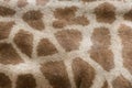 Genuine leather skin of giraffe Royalty Free Stock Photo