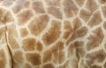 Genuine leather skin of giraffe Royalty Free Stock Photo