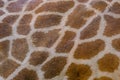 Genuine leather skin of Giraffe for background Royalty Free Stock Photo