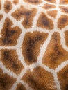 Genuine leather skin of giraffe Royalty Free Stock Photo