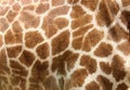 Genuine leather skin of giraffe Royalty Free Stock Photo