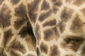 Genuine leather skin of giraffe. Royalty Free Stock Photo