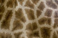 Genuine leather skin of giraffe. Royalty Free Stock Photo