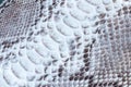Genuine python snakeskin leather, snake skin, texture background. Royalty Free Stock Photo