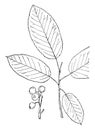 Genus Amelanchier, Medik June-berry vintage illustration