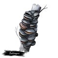 Genus Banksiamyces mushroom closeup digital art illustration. Boletus has cup shaped receptacles borne on stipe, colored black