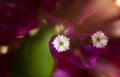 Bougainvillea flower macro image. Colorful Royalty Free Stock Photo