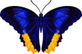 Genus Caligo butterfly  vector image Royalty Free Stock Photo