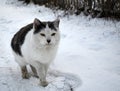 Genus carnivores of the cat family. Royalty Free Stock Photo