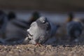 The pigeon standing on the riverbank . The rock dove, rock pigeon, or common pigeon . Royalty Free Stock Photo