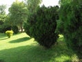 CHAMAECEPARIS LAWSONIANA LEAVES -3,IN LINE PLANTATION WITH A GOOD LANDSCAPE