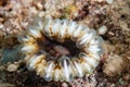 Genus Cynarina a member of Stony Corals Order Scleractinia