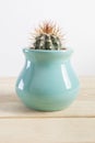 Genus Echinocactus Cactus a potted plant in a turquoise pot