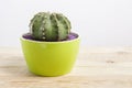 Genus Echinocactus Cactus a potted plant in a green pot