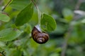 Smaller banded snail or white-lip gardensnail or garden snail - Cepaea - in summer on the leaf of a bush, Bavaria, Germany