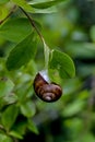 Smaller banded snail or white-lip gardensnail or garden snail - Cepaea - in summer on the leaf of a bush, Bavaria, Germany