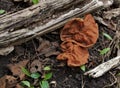 Genus Gyromitra Royalty Free Stock Photo