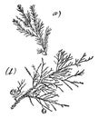 Genus Juniperus, L. Red Cedar vintage illustration
