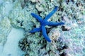 Blue Sea Star - Linckia laevigata Royalty Free Stock Photo